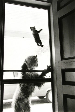 George S. Zimbel, Dog + Kitten, Bona Fide Farm PEI, 1976