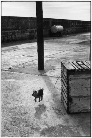 Elliott Erwitt, Ballycotton, Ireland, 1968
