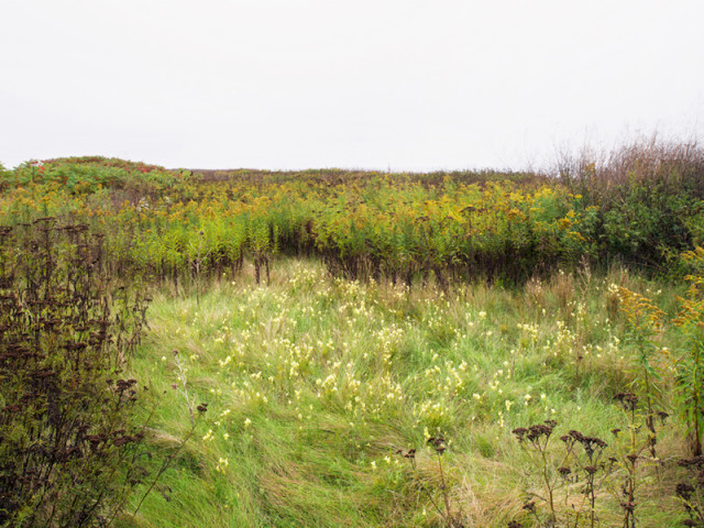Robert Burley, Wildflowers in the Flats, Tommy Thompson Park, Toronto, 2014