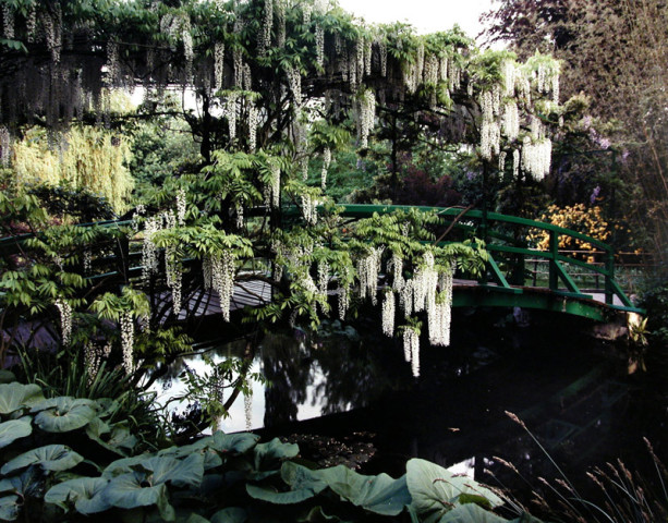 Gabor Szilasi, Grappes de glycines sur le pont japonais, Giverny, printemps, 1998