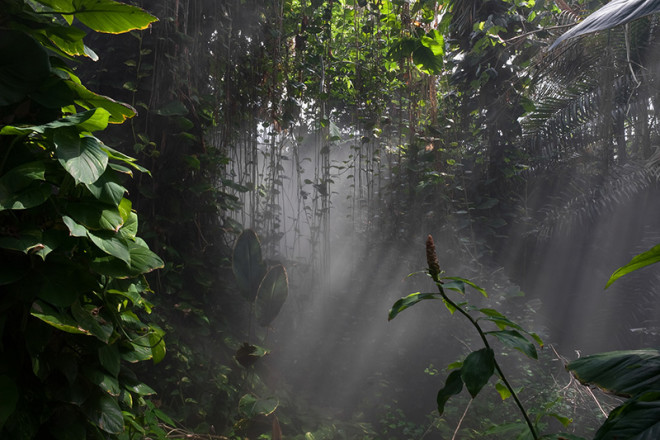 Dana Fritz, Rain Forest Mist, Biosphere 2, 2007