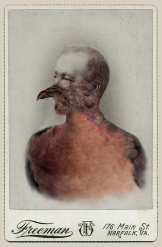 Sara Angelucci, Aviary (Male Passenger Pigeon/extinct), 2013