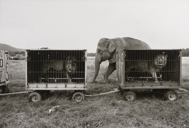 Jill Freedman, Untitled [Elephant behind two caged lions], 1971