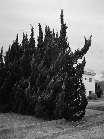 Guillaume Simoneau, Untitled (cedar hedge), Fukuoka, Fukuoka prefecture, Japan, 2016