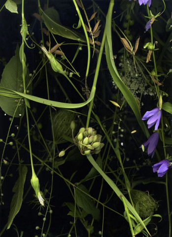 Sara Angelucci, July 31 (Spiderwort, Bellflower, Pea Flower, Queen Anne’s Lace, Salsify, Forget-Me-Nots), 2020