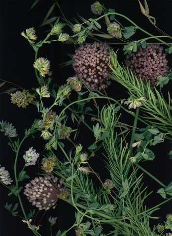 Sara Angelucci, June 11 (Allium, Cypress Spurge, Hedge Nettle, Barley), 2023