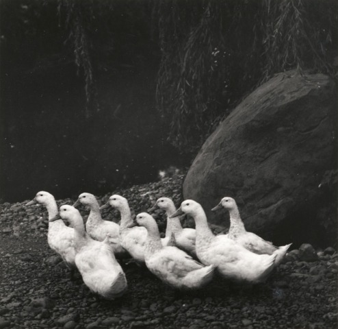 Irene Fay, Peking Ducks, 1978