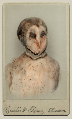 Sara Angelucci, Aviary (Barn Owl/endangered), 2013