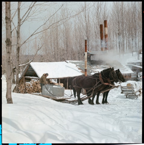 Peter Varley, Sugaring, Quebec, circa 1963