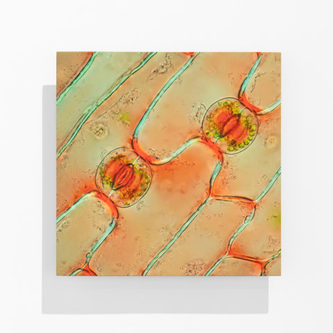 Elizabeth Thomson, Planet Waves III, 2023