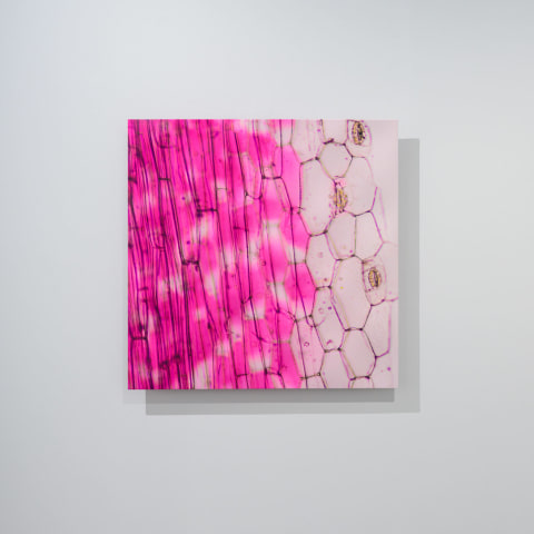 Elizabeth Thomson, Free Jazz, after Len Lye , 2019