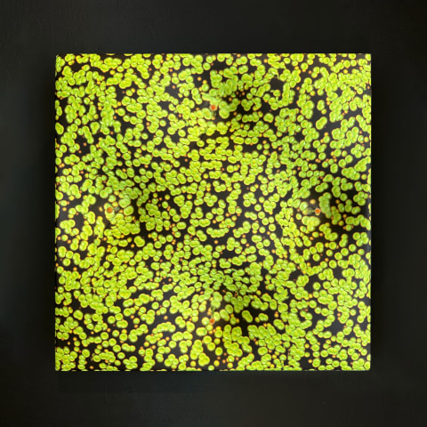 Elizabeth Thomson, Inner Raoul II, 2011-12