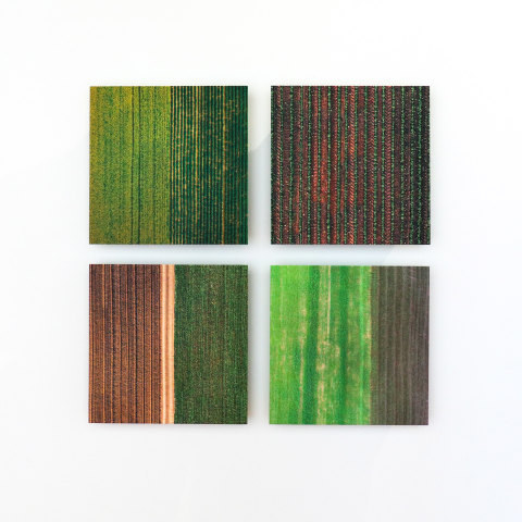 Elizabeth Thomson, Lateral Series - study XIII, XIV, XV, XVI , 2022