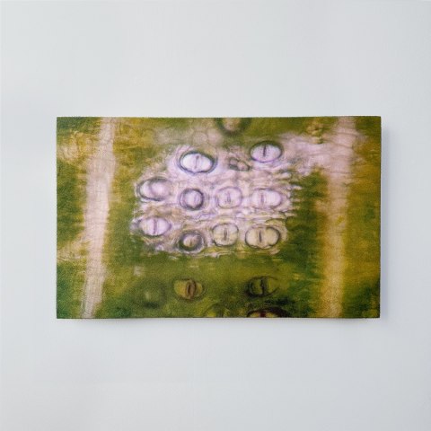 Elizabeth Thomson, My Titirangi Years – not sure about the neighbours , 2019