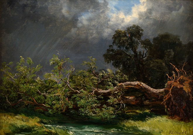 Fallen Tree