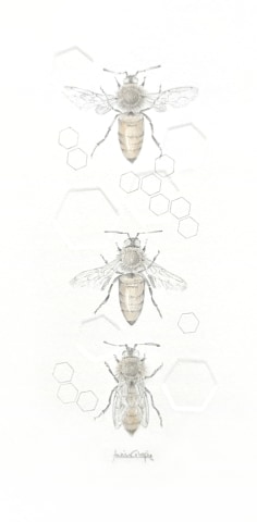 Louisa Crispin, Honey Bee