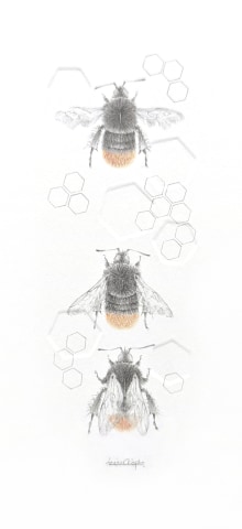 Louisa Crispin, Red Tailed Bumble Bee
