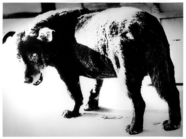Daido Moriyama, Stray Dog, Misawa, 1971