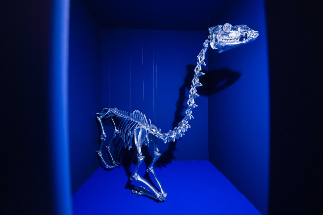 Blue Tiger