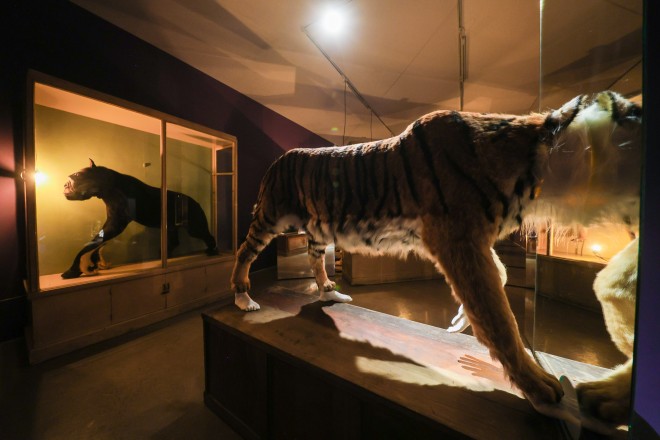 Blue Tiger
