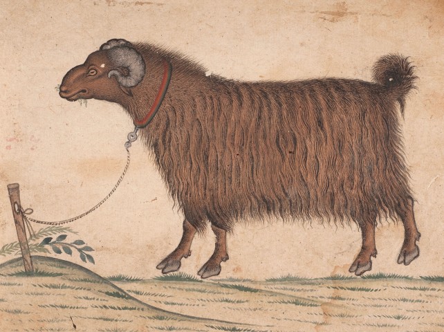 A Himalayan Ram