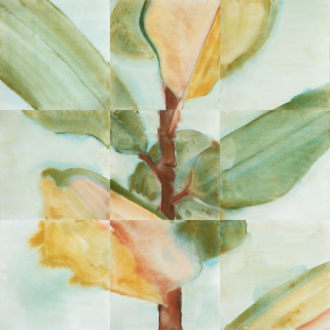 Noah Carter Guest RWS  Ficus Elastica  watercolour on paper  Frame: 80 x 80cm  £500