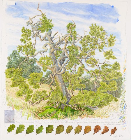Tony Foster  Cornish Oak · c.200 Years Old, 2020  watercolour & graphite on paper, map  109 x 102cm