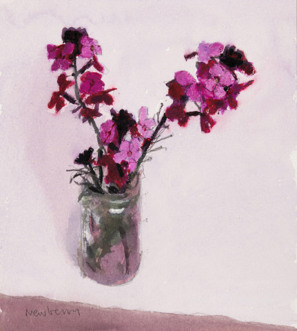 John Newberry, Erysimum