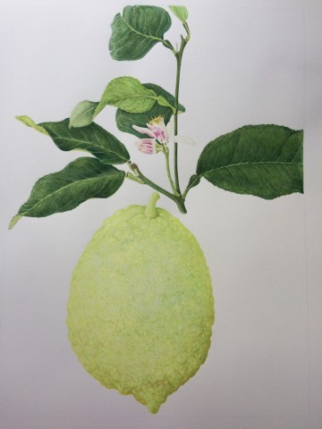 Fay Ballard, Citrus Medica