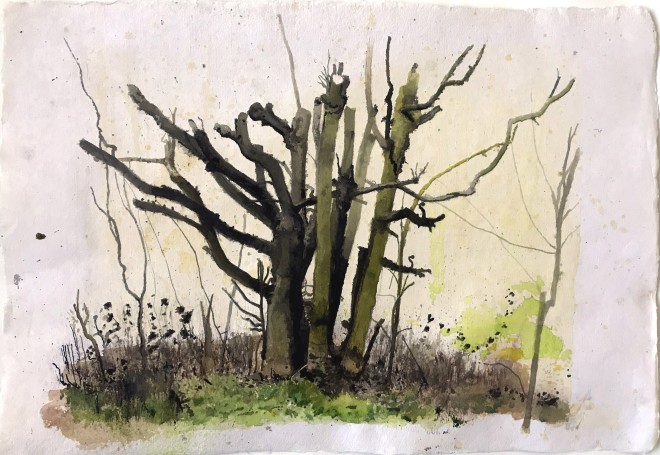 Iain Nicholls, Elsecar Cropped Trees Study 3