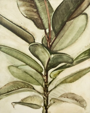Noah Carter, Ficus