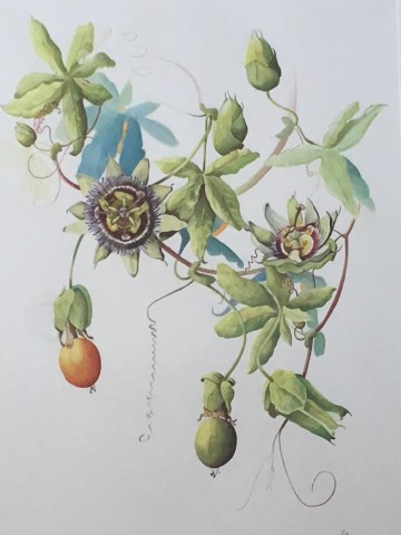 Fay Ballard, Passion Flower