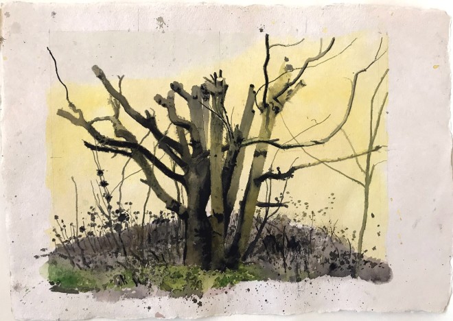 Iain Nicholls, Elsecar Cropped Trees Study 2