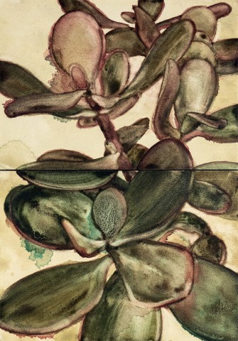 Noah Carter, Jade Plant