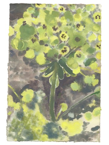 Ned Elliott, Euphorbia