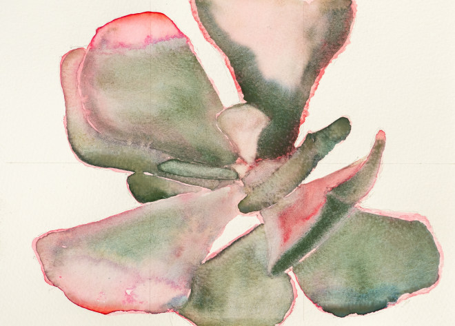 Noah Carter, Cotyledon