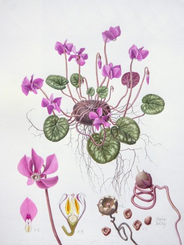 Claire Dalby, Cyclamen Coum