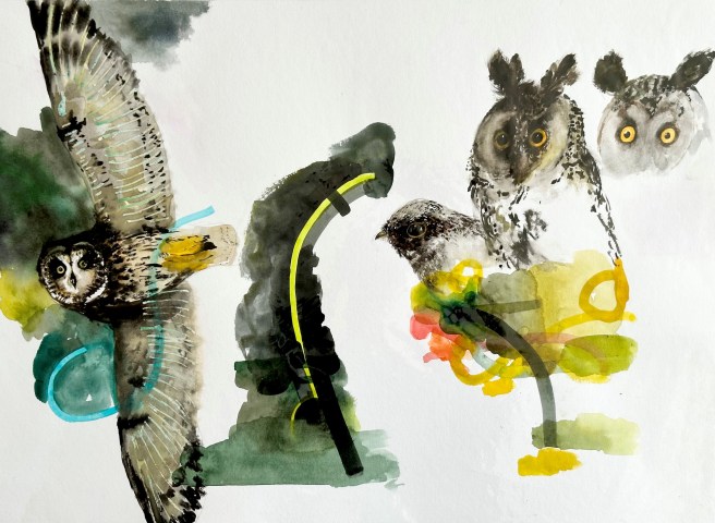David Rees Davies, My Owl Taxidermy