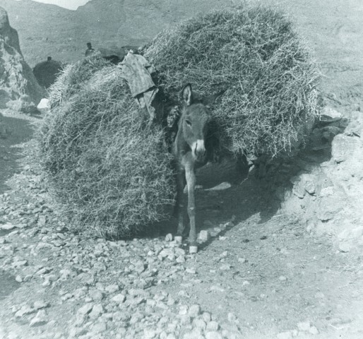 Rev. C.H. Stileman, A donkey heavily laden with gorse, Persia, Late 19th Century