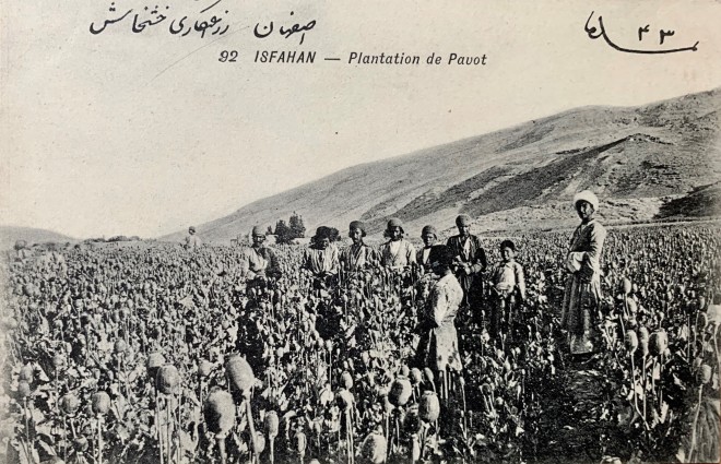 Antoin Sevruguin, An opium poppy field in Isfahan, Early 20th Century