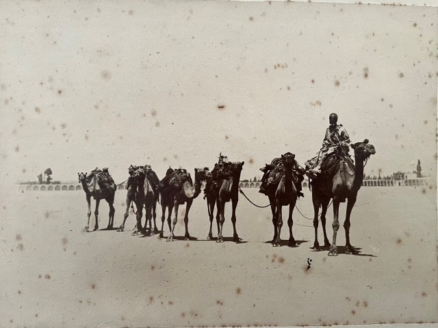 Antoin Sevruguin, A caravan consisting of six camels, Late 19th Century, early 20th Century