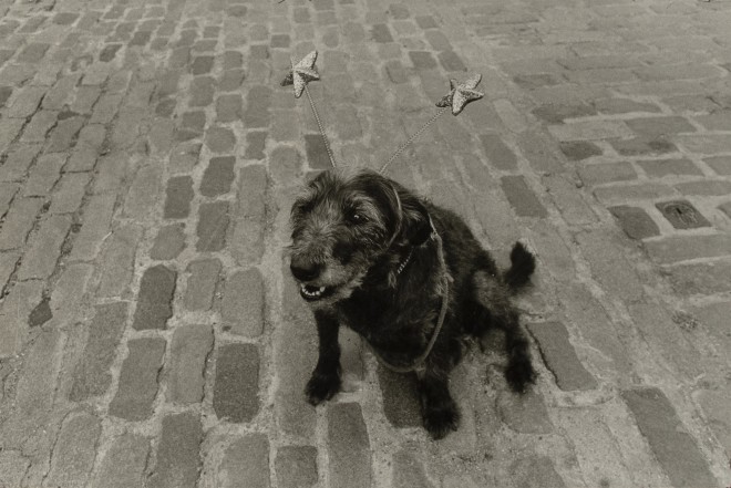 Jill Freedman, Space Cadet (A dog wearing deely bobbers in Covent Garden, London), 1982