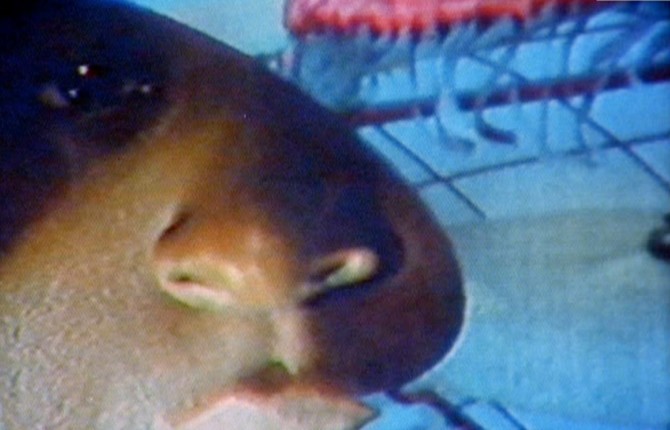 Vision on Vision: The Lemaître Video Collection 