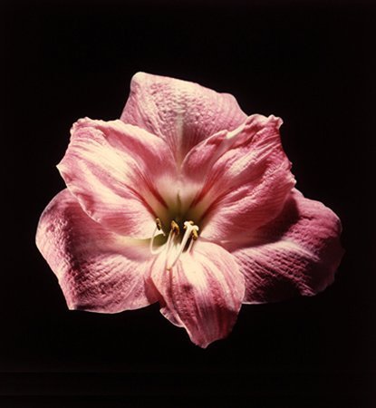 Robert Mapplethorpe Amaryllis, 1985 Cibachrome Paper size: 20 x 24 ins / 51 x 61 cms