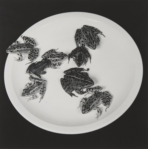 <div class="artist"><strong>Robert Mapplethorpe</strong></div><div class="title"><em>Frogs</em>, 1984</div><div class="medium">Silver Gelatin Print</div><div class="dimensions">50.8 x 40.6 cm - 20 x 16 ins<br>73.3 x 60.1 x 3 cm - 28 7/8 x 23 5/8 x 1 1/8 ins framed</div><div class="edition_details">Edition 4/10 + 2 APs</div>
