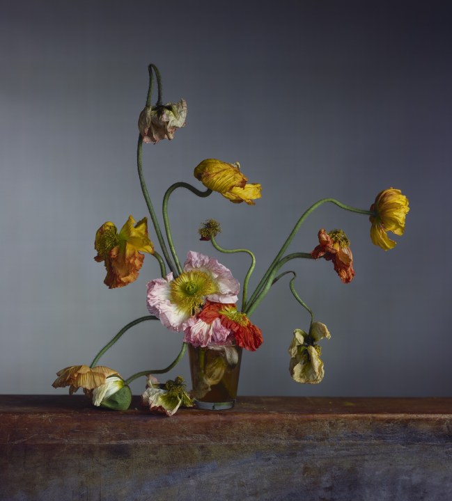 Richard Learoyd & Irving Penn: Flowers