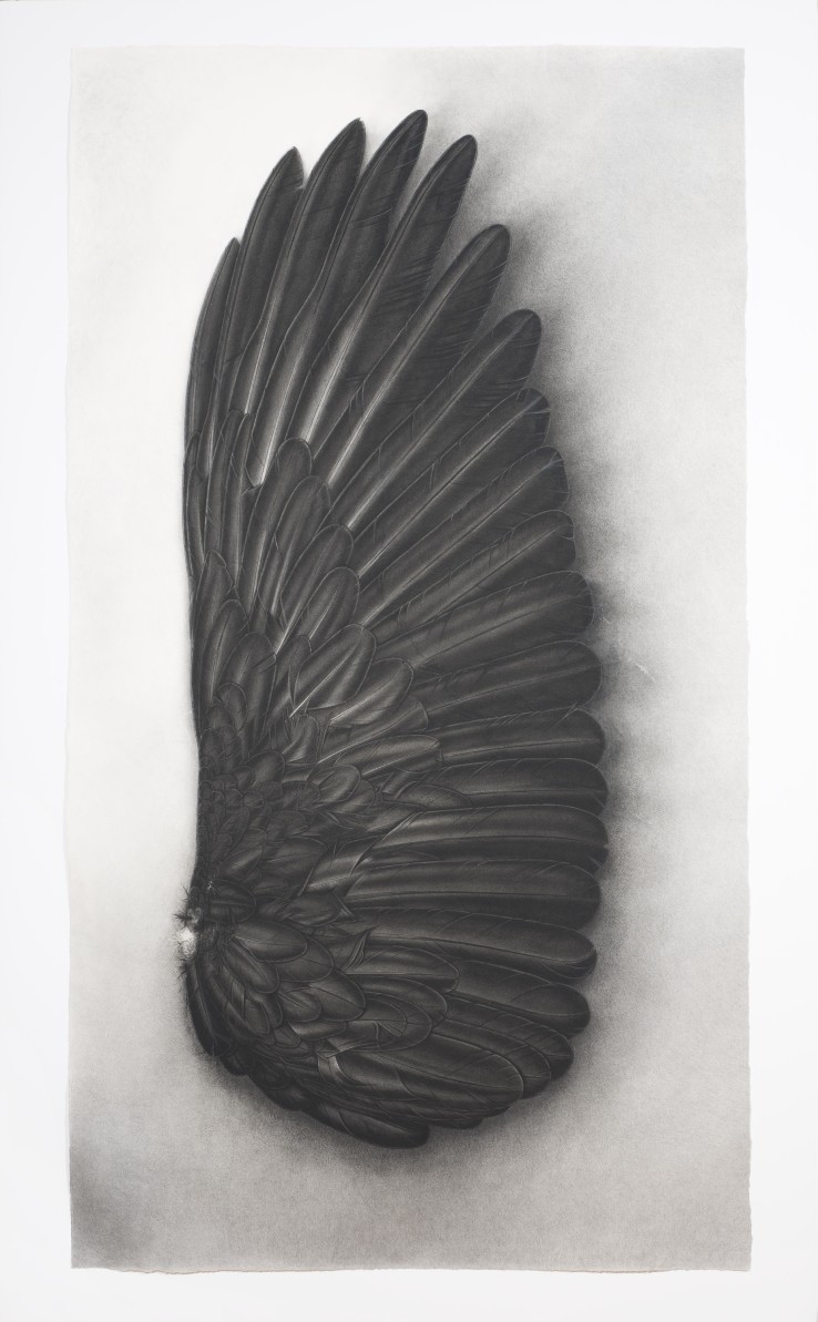 Black Wing  2012-14  Conté crayon, ink and gouache on paper  180 x 102 cm