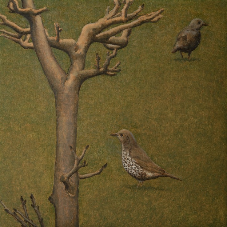 Mistle Thrush and Tree, 2019  Oil on canvas  51 x 51 cm