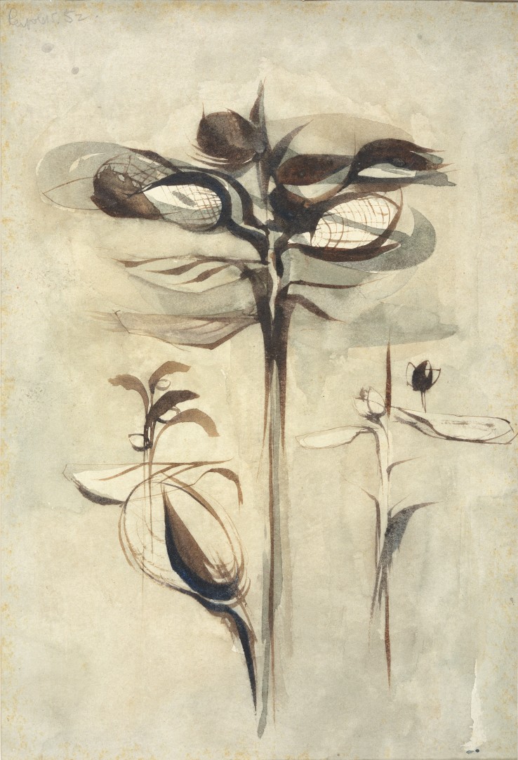 Alan Reynolds  Study of a Plant III, 1952  Pen and ink and wash on paper  27 x 18 cm  Signed and dated upper left