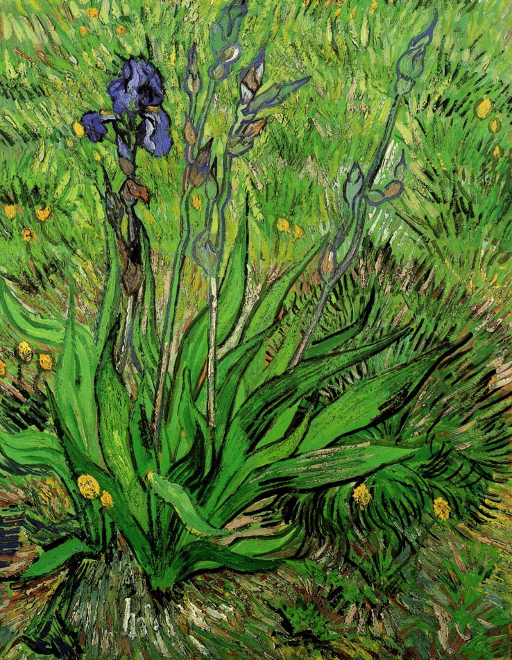Vincent Van Gogh, Iris, now in the collection of the National Gallery of Canada
